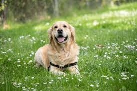 Happy pets
